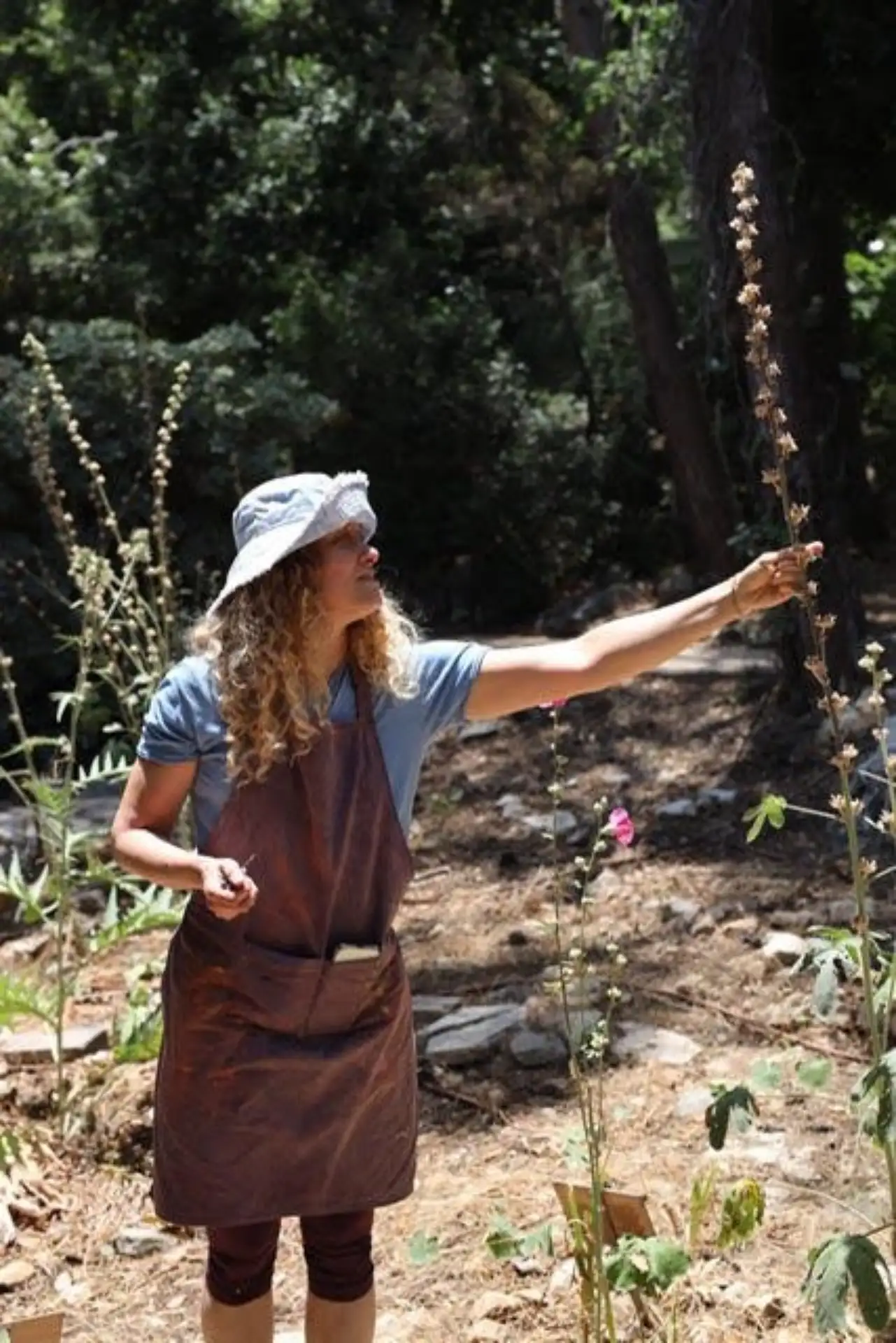 אלה פרויליך בגינת צמחי הצביעה בגן האקולוגי בטכניון, ליד צמח חוטמית